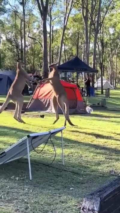 A normal day in Australia ??. Someone said kangaroos are deers that went to prison and I can't unsee it now.