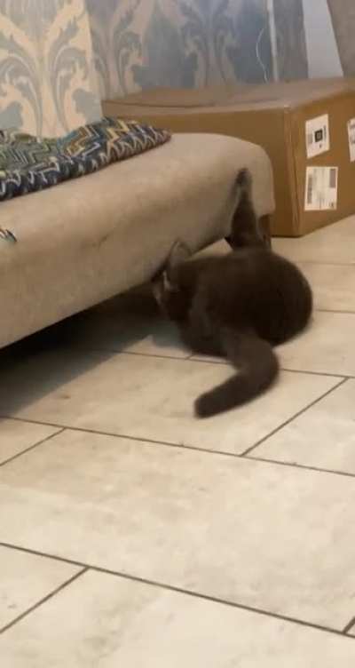 Can someone please tell me what goes through cats brains