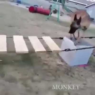 This is not your average parkour dog