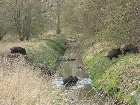 Huge Wild Boar Family