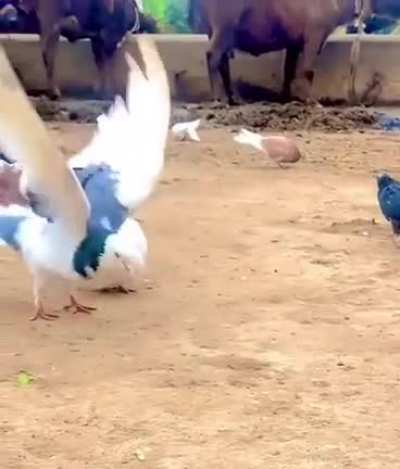 A triple back flip stunt by a pigeon