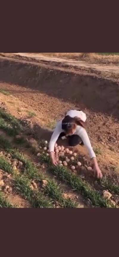 Trying to steal peacock eggs…