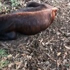 This video is the definition of this subreddit ;)