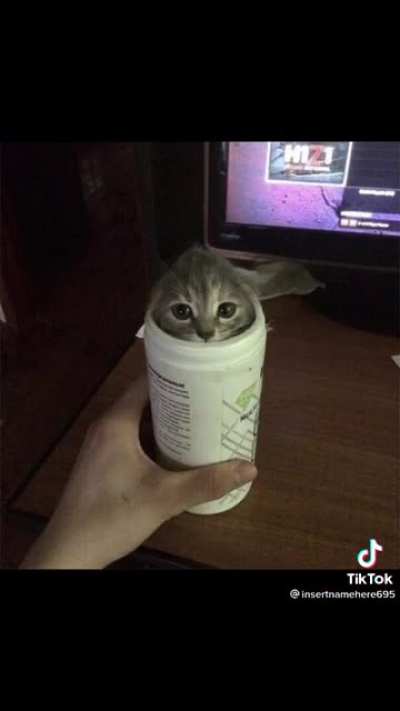 Liquid cat compilation