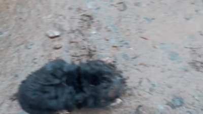 ? A wet European mole having the sniffles (sound)