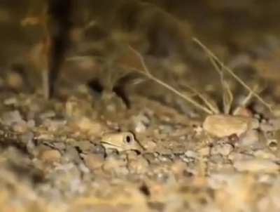 ð¥ Meet the Australian thick-tailed or "barking gecko"