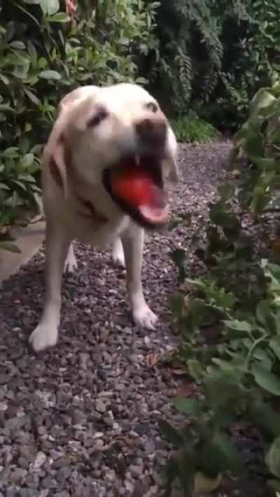 He likes tomatoes?
