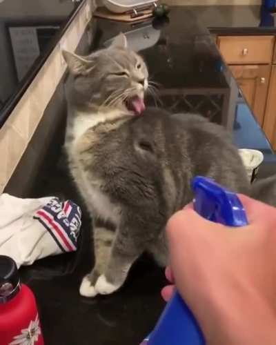 meow?irl