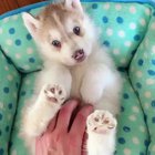 Husky puppy