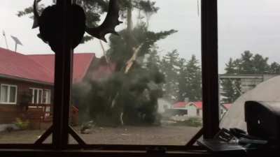 lightning strike on a pine tree.