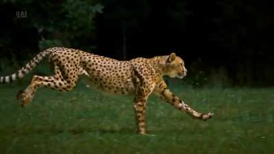 ? Incredible slow motion footage of a cheetah running at over 60mph (96km/h), captured at 1200fps by cinematographer Greg Wilson.