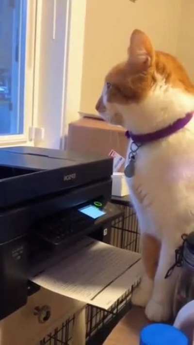 Cats really be scared of everything ???