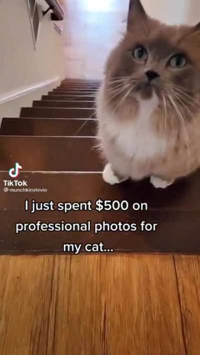 Cat Photographs