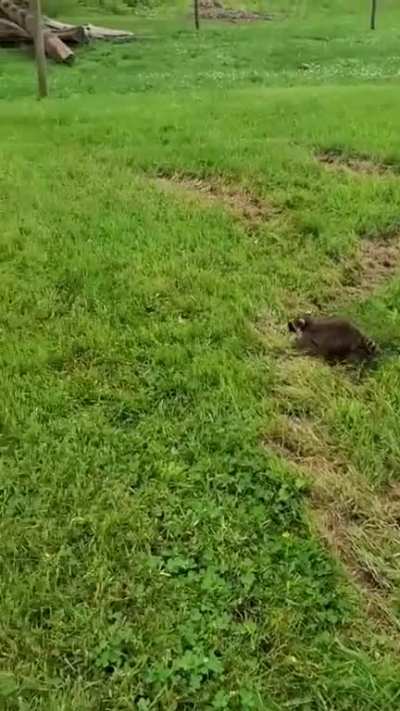 Sheep doggo