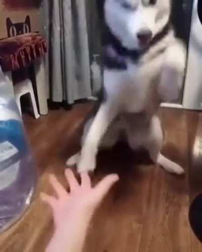 Husky learning how to "shake"