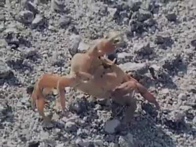? Crab amputates its own claw
