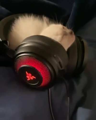 Smol kitty being cute n fluffy vibin' to music ?