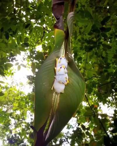 ? Honduran white bats