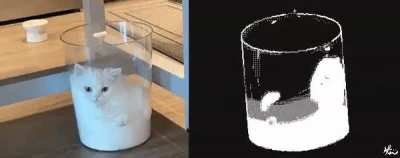 Milky cat