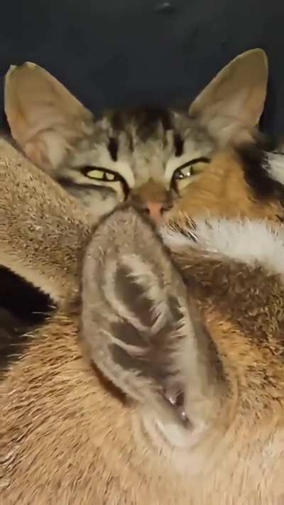 Find the imposter