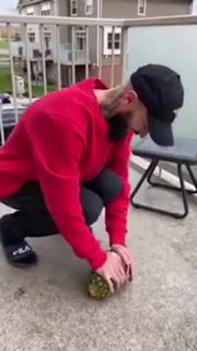 dude opens up a pineapple