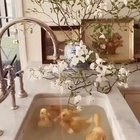 Cute ducklings