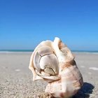 ? Knock Knock hermit crab