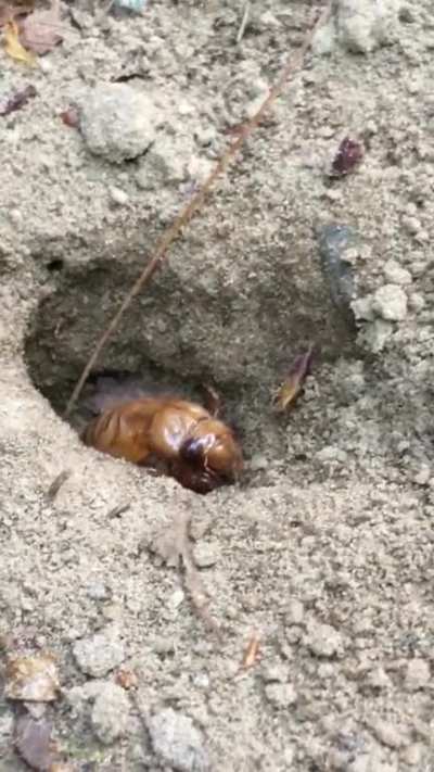 ? A pre-molt cicada emerging after 17 years underground ?