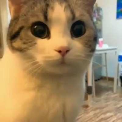 Just a reminder of how cute this cat is