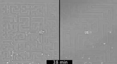 Watch cells navigate mazes using chemotaxis to "see" around corners.