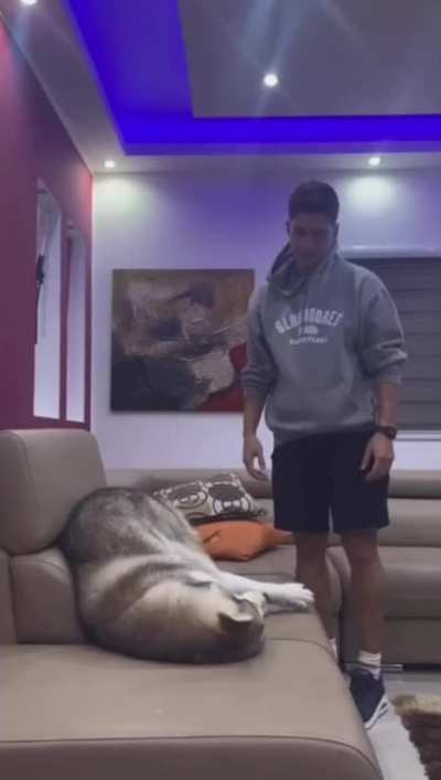 Huskies are the biggest drama queens!?