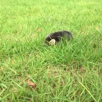? Moles aren't very good at walking above ground.