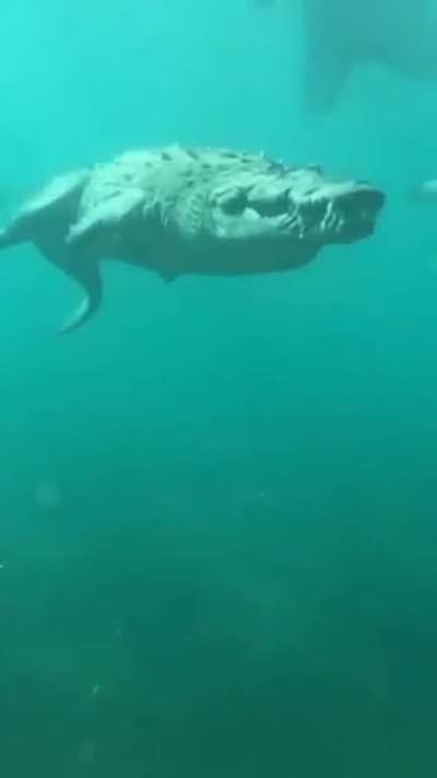 ? Massive Saltwater Croccodile casually swimming by a Scuba diver.