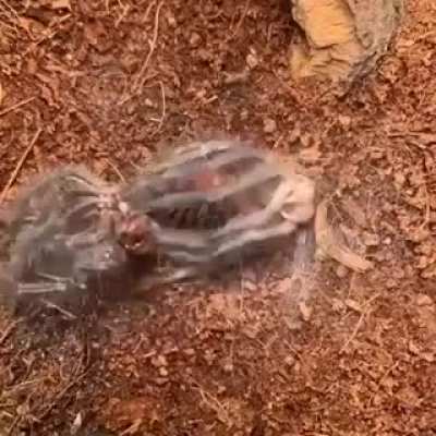? Tarantula shedding skin