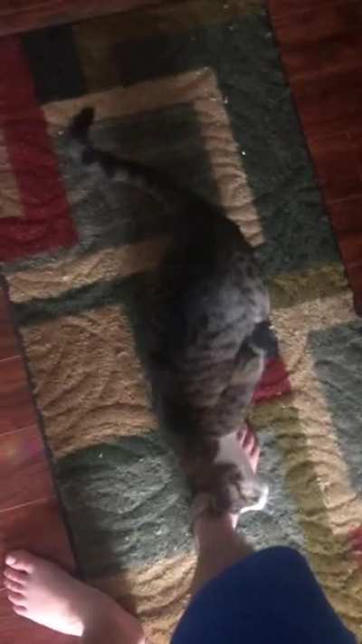 hey hooman. pet now
