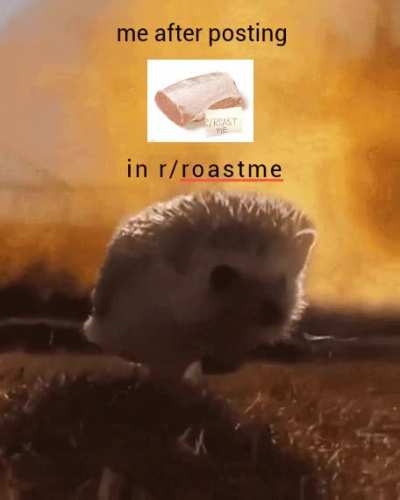 r/aww porkchops