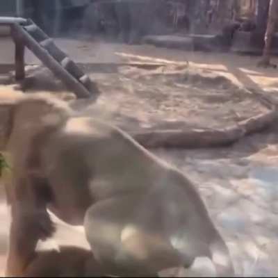 Showing everybody why he’s king of the jungle