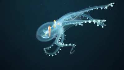 ? Glass octopus: unkonwn till 1917, rarely encountered and one of least studied cephalopods, can create color for camouflage.