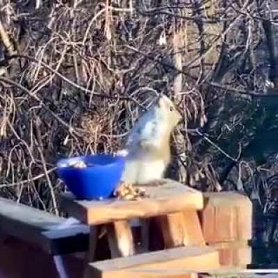 ? Squirrel drunk from eating fermented pears ?