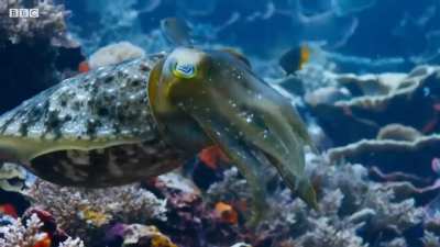 ? Cuttlefish hypnotizes crab