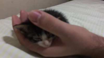 Criminal willfully turns themself in