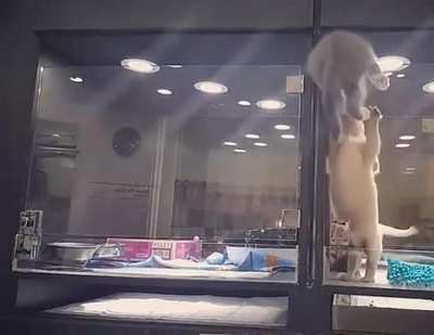 A Catculated and Daring Escape!