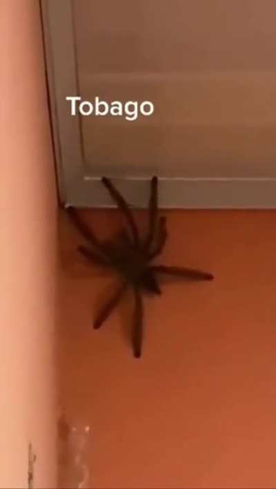 ?A family find a Goliath Birdeater in their kitchen