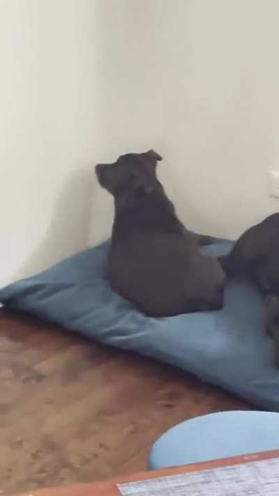 I think my dog is broken