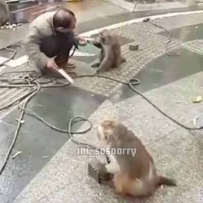 WCGW Abusing a monkey