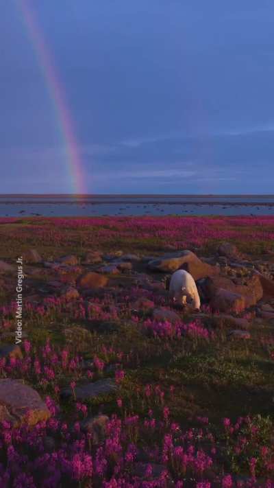 ?The Arctic tundra blooms briefly each summer, carpeting the landscape along Hudson Bay with pink wildflowers. As a rainbow stretched across the sky, this polar bear is roaming the area, waiting for sea ice to form when winter returns.