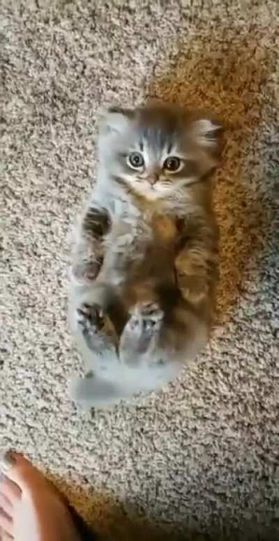 Hooman more scraaaatches!