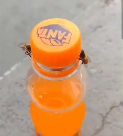 ? Intelligent Bees Working Together
