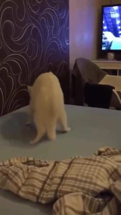Sometimes cats are very strange
