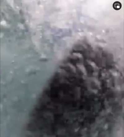 ? Guy surfs into breaching whale